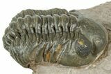 Detailed Reedops Trilobite - Atchana, Morocco #322274-2